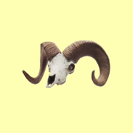 Big horn sheep skull replica, 1:12 scale miniature cranium with horns for use with dioramas, action figures, dollhouses, horror. (1 skull)