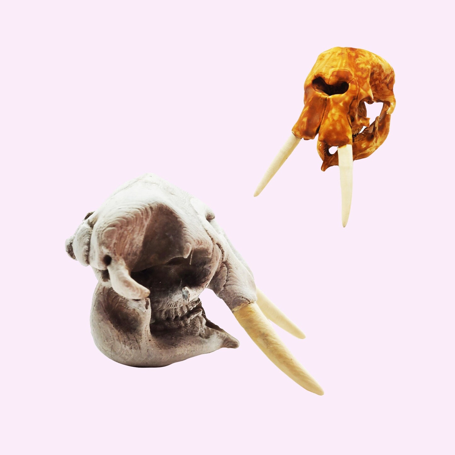 African Elephant Skull - 1:24 Scale skull replica for diorama, dollhouse, curio cabinet, miniature animal skulls (1 skull)
