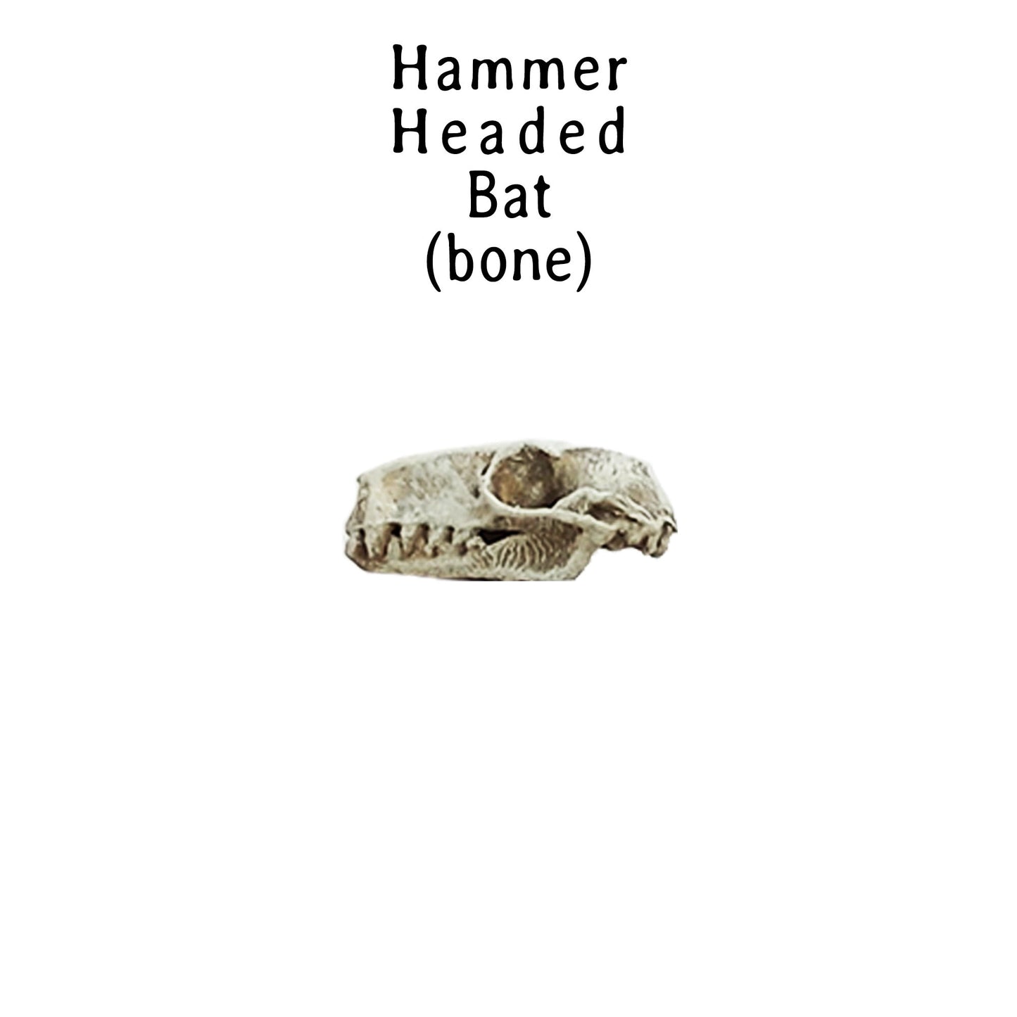 Hammer Headed Bat Skull Replica 1:6 Scale miniature animal skulls for use in dollhouse, diorama, crafts, models, tiny curiosity (set of 5)