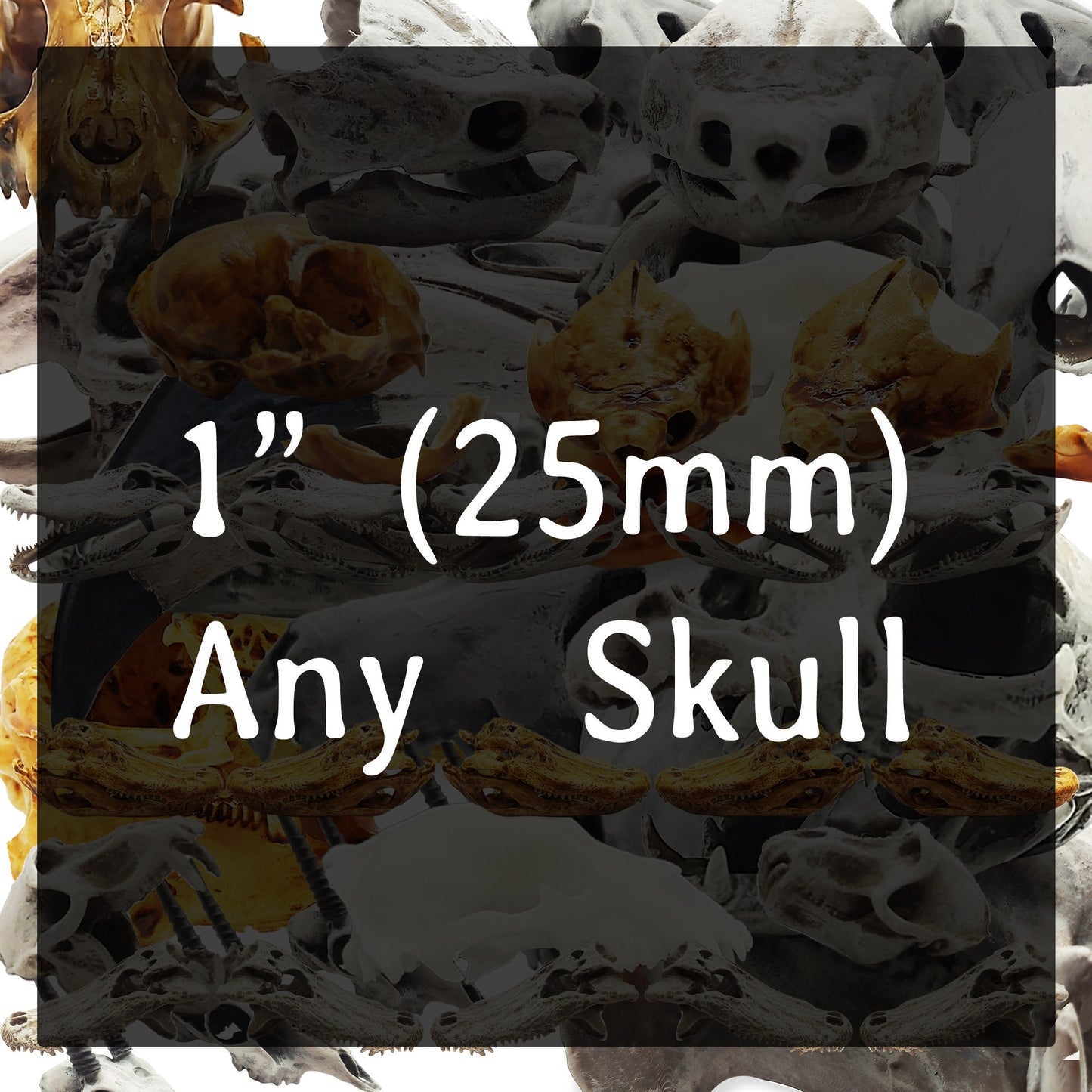 Any animal skull 1 inch in size 25mm art supply, miniature skull, unpainted 3d printed in white or gray for display or for crafts (1 skull)