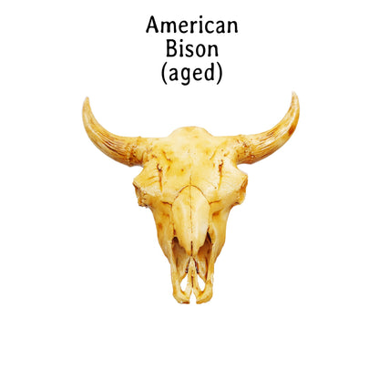 American Bison Skull Replica- 1:12 scale size for desert diorama, western dollhouse, arts and crafts, miniature oddities (1 skull)