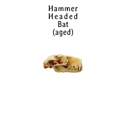 Hammer Headed Bat Skull Replica 1:6 Scale miniature animal skulls for use in dollhouse, diorama, crafts, models, tiny curiosity (set of 5)