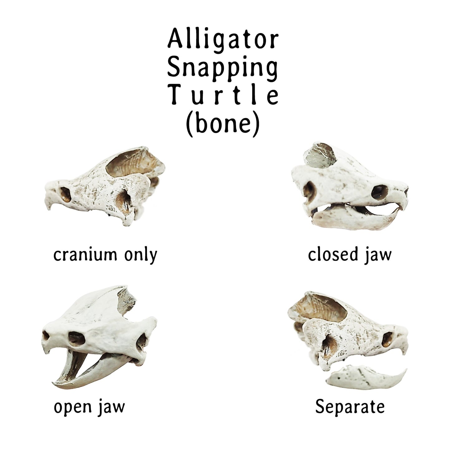 Alligator Snapping Turtle Skull - 1:24 Scale skull replica for diorama, dollhouse, curio cabinet, miniature animal skulls (Set of 5)