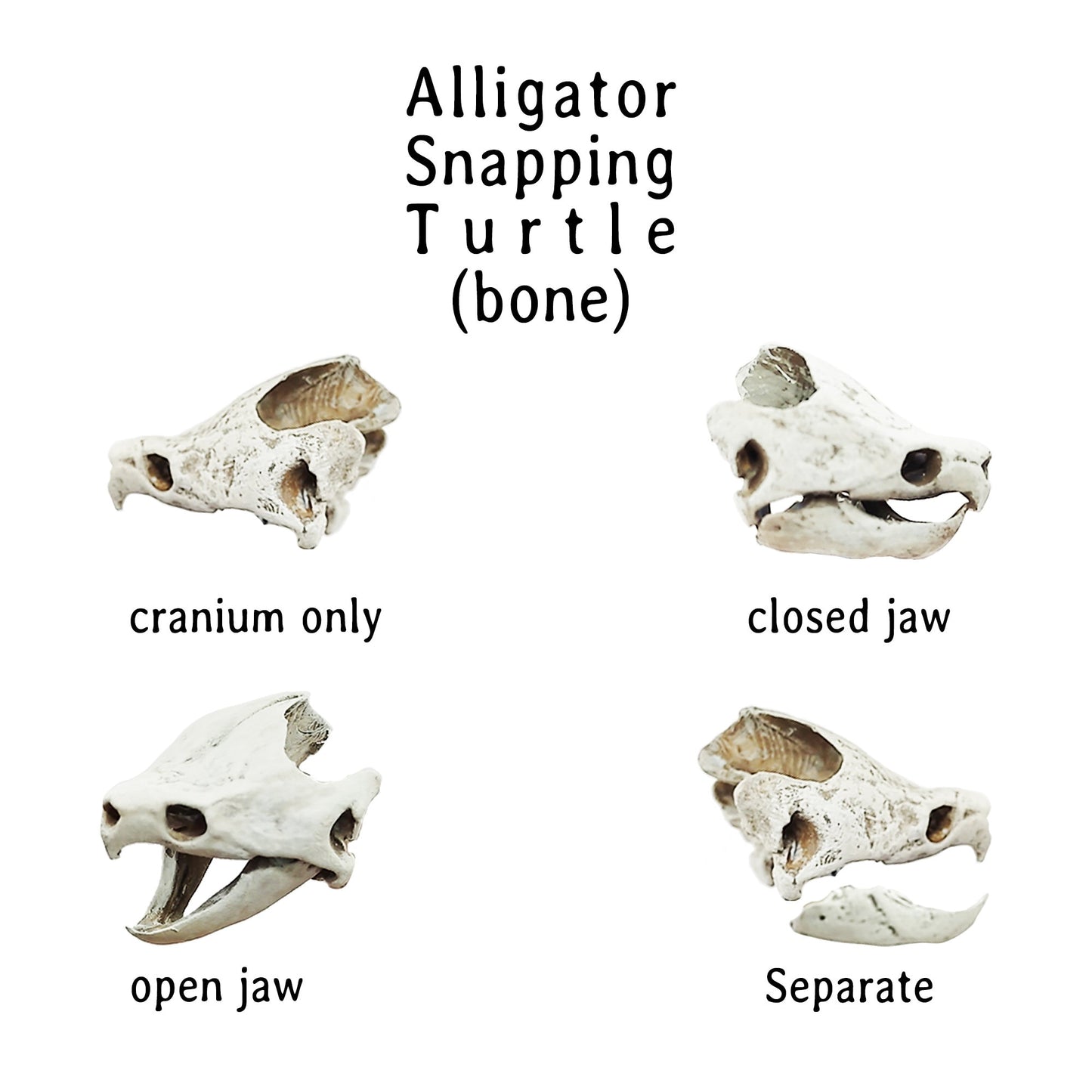 Alligator Snapping Turtle Skull - 1:12 Scale skull replica for diorama, dollhouse, curio cabinet, miniature animal skulls (Set of 2)