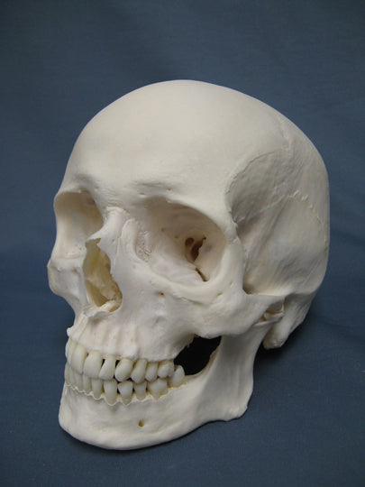 Human Skull Miniature, 1:12 Scale Replica