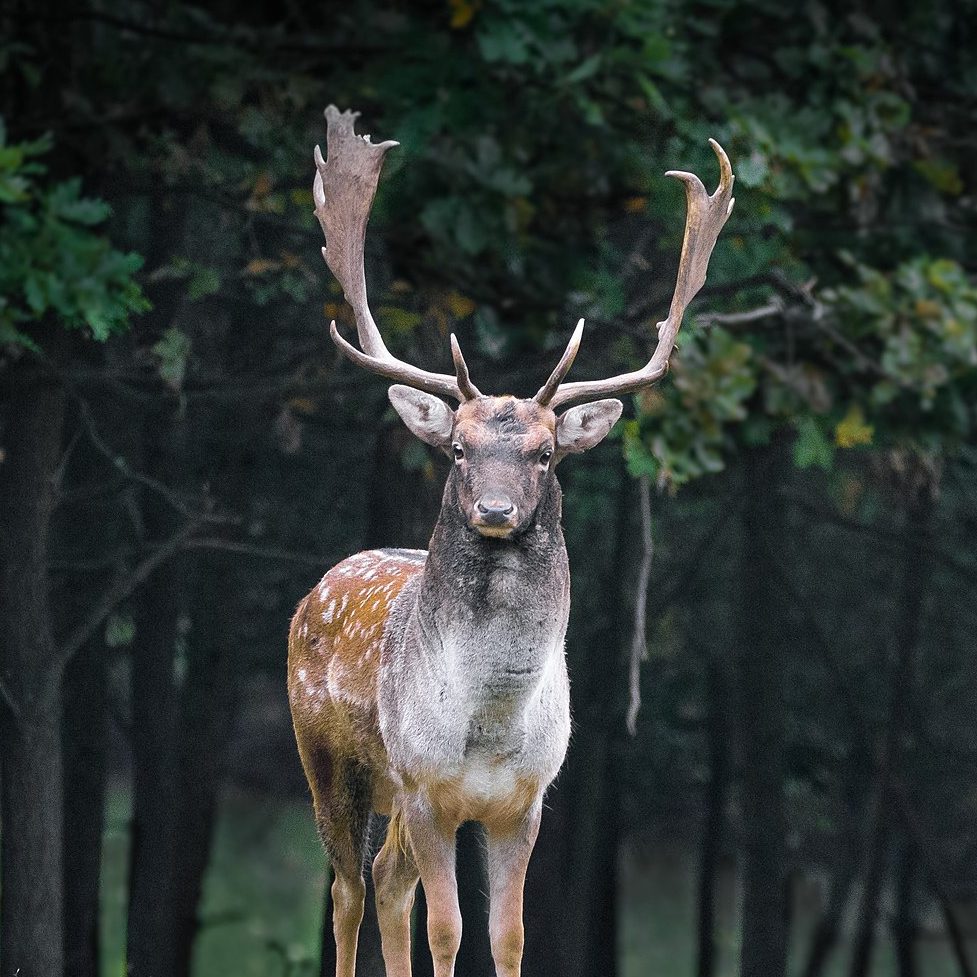 Fallow Deer 1:12 (Field Bones #17: Europe) Scale Replica by The Scale ...