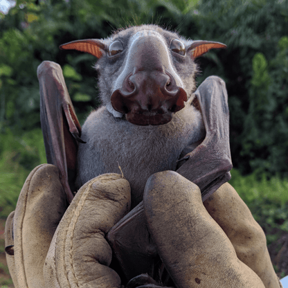 Hammer Headed Bat Skull Replica