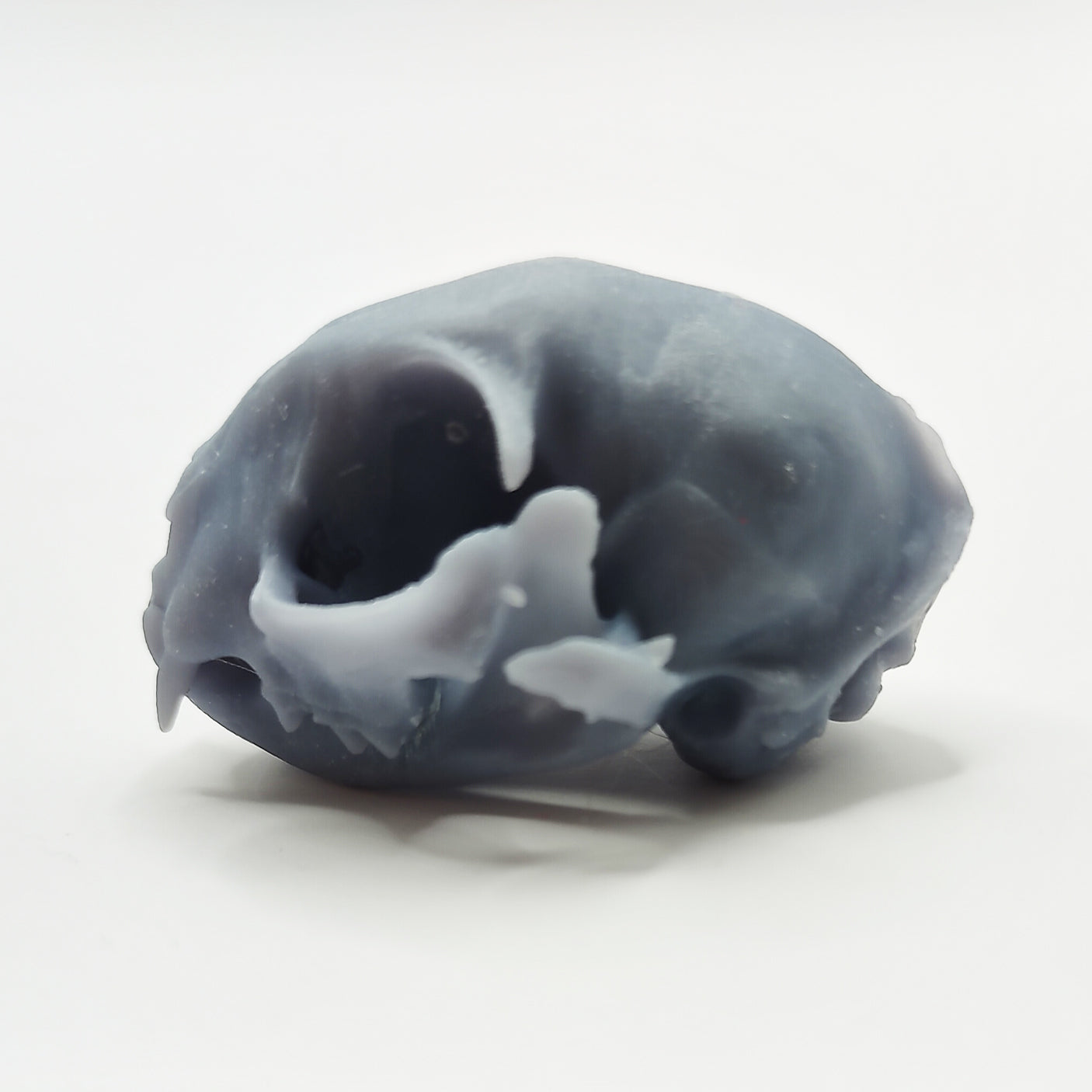 Miniature cat skull with closed jaw