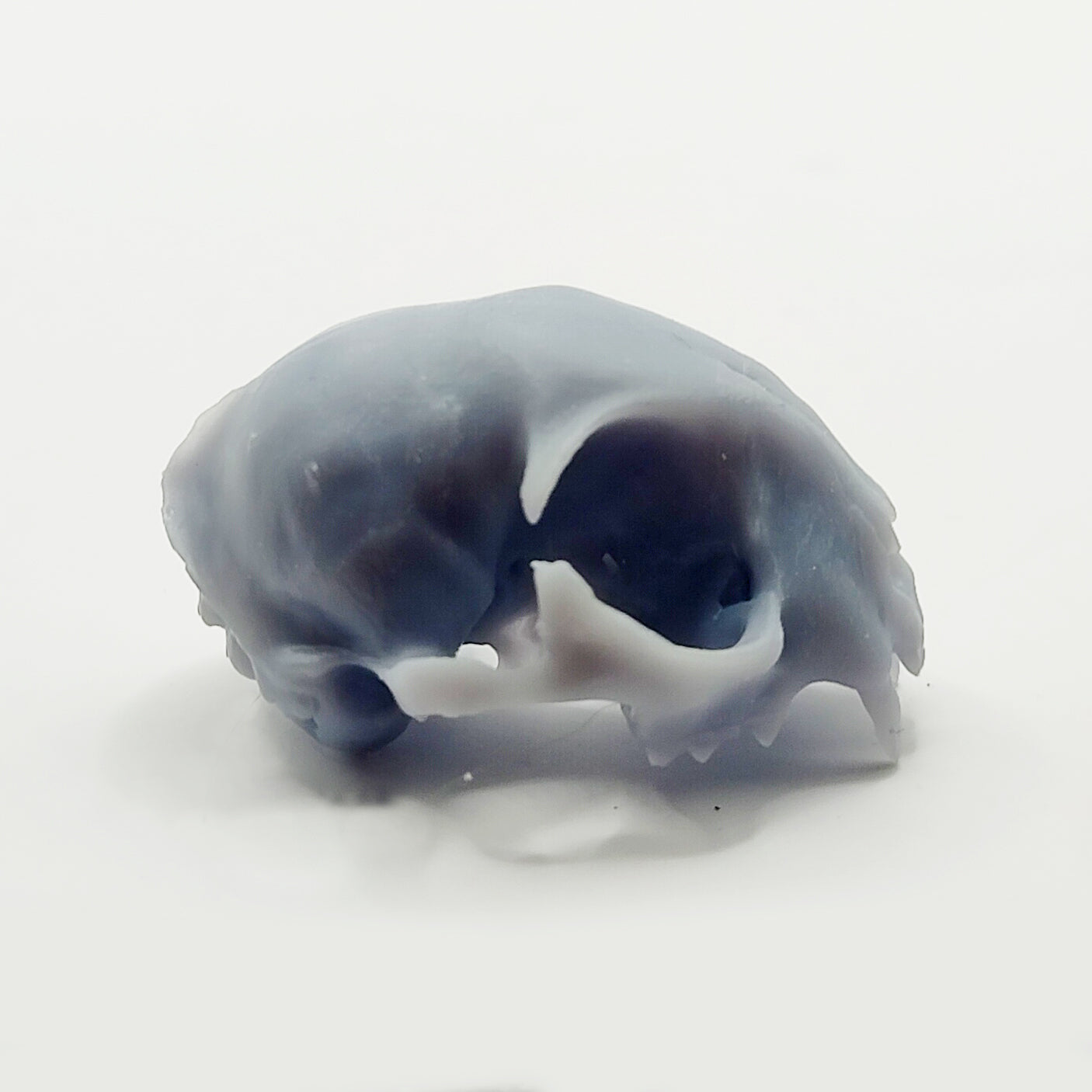 1:6 scale cat cranium in Gray