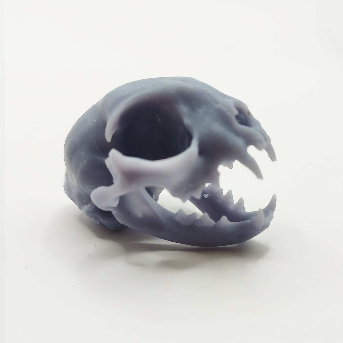 Miniature Cat Skull open 1:6 scale.