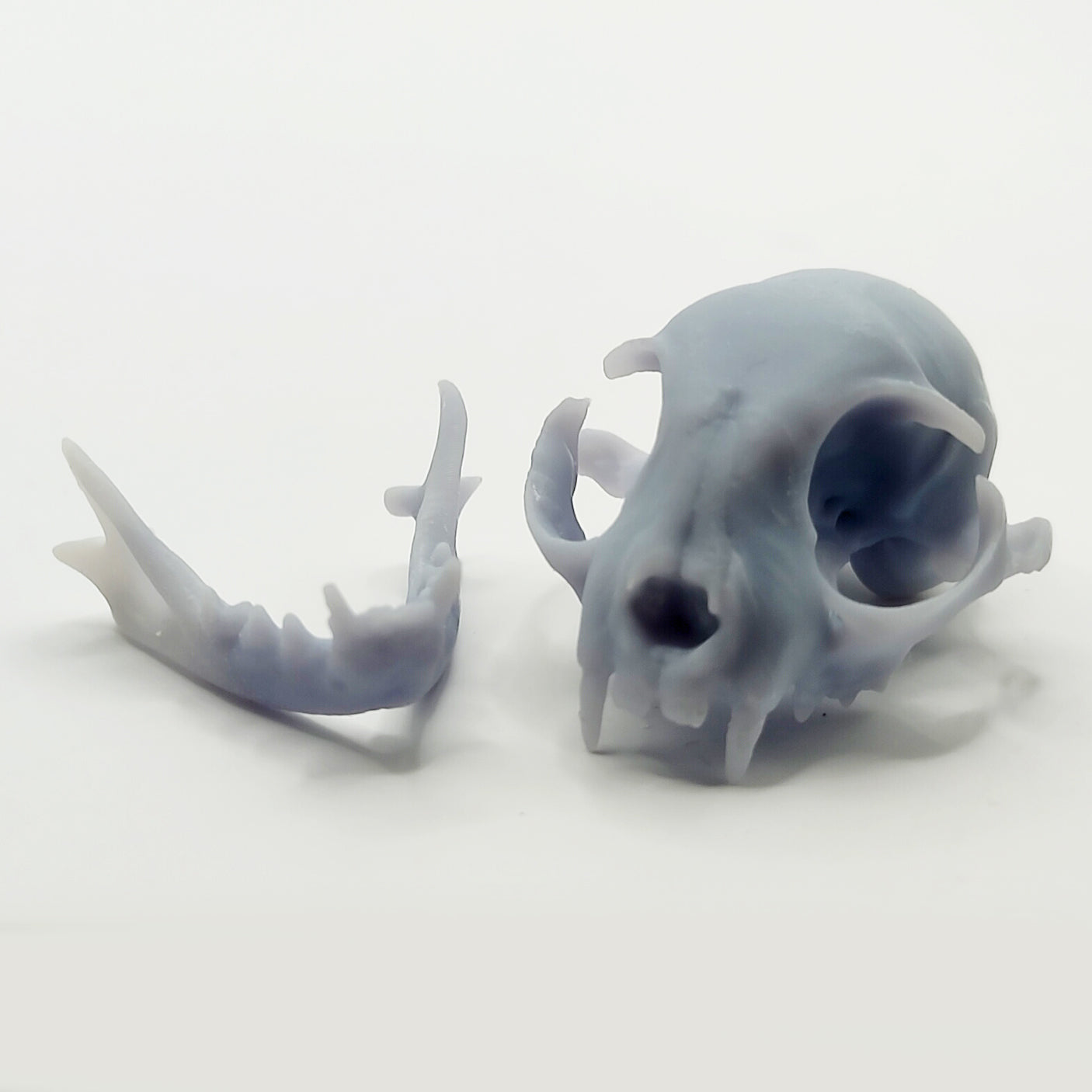 1:6 miniature cat cranium and mandible
