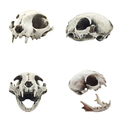 Miniature Cat Skull - 1:6 Scale