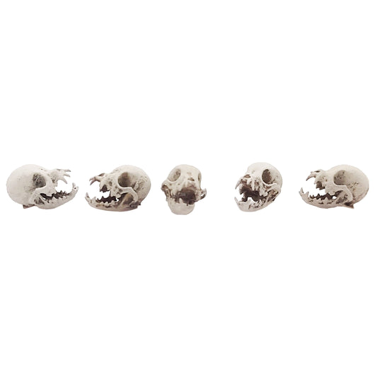 Chihuahua Skull Replica