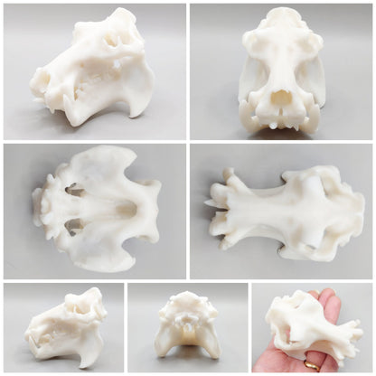 Hippo skull 1:12 white