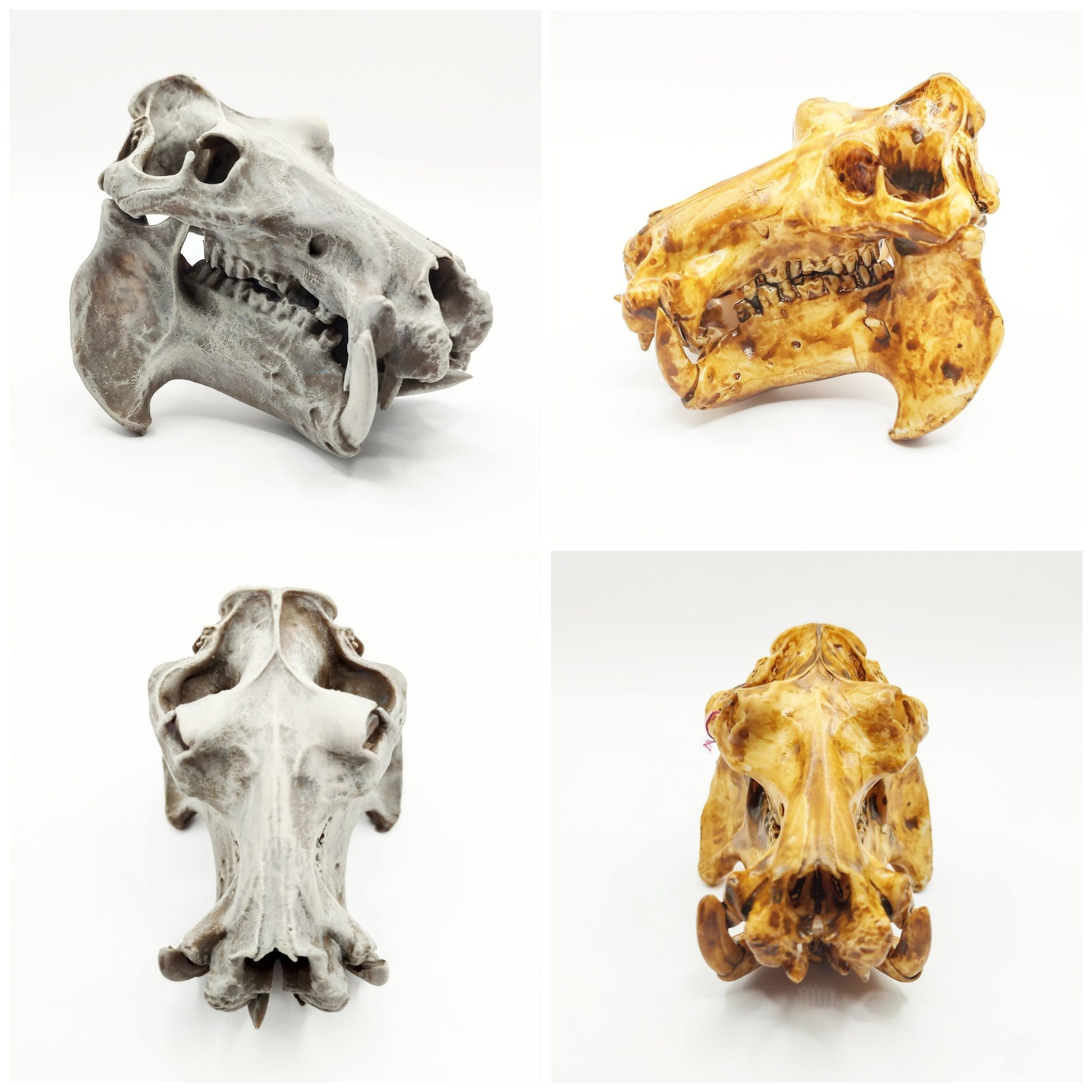 Hippo 1:12 Skull Examples