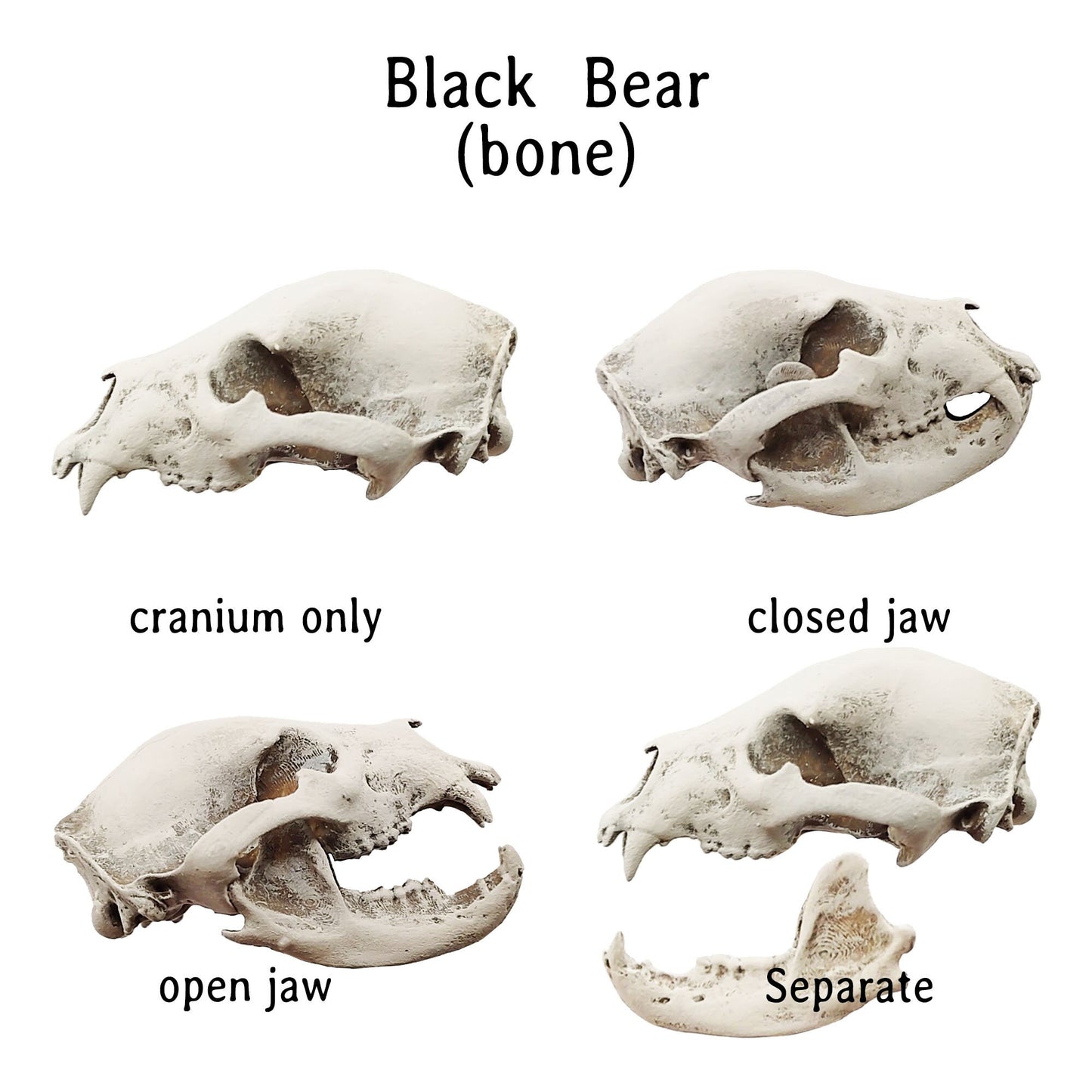 Black Bear skull replica 1:12 scale bear skull for diorama, miniature horror scenes, terrarium, and action figure photography (1 skull)