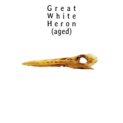 Great White Heron Skull Replica