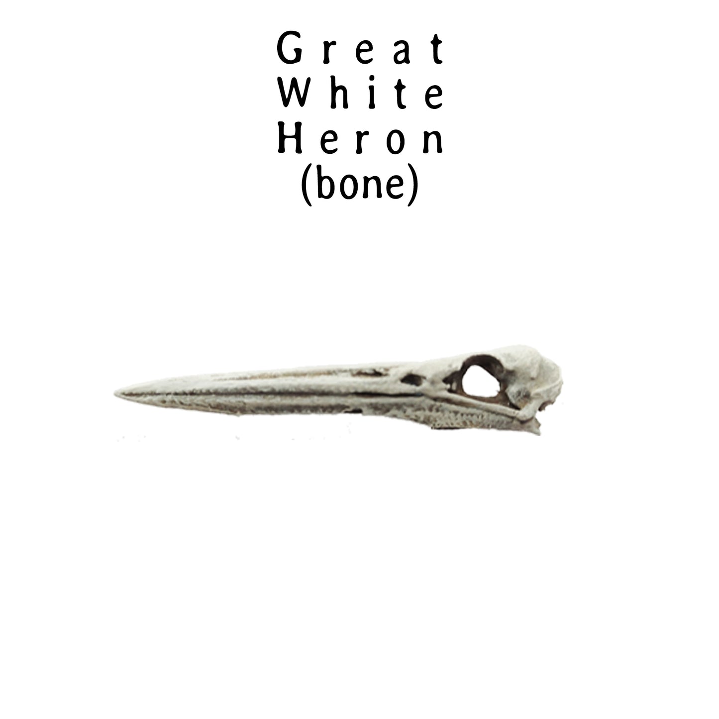 Great White Heron Skull Replica