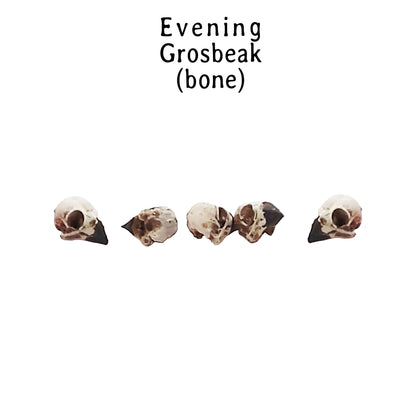 Evening Grosbeak Skull Replica