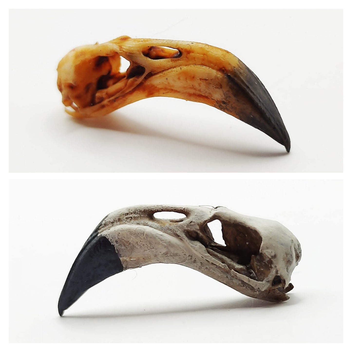 The image shows two flamingo skulls in both aged and bone.