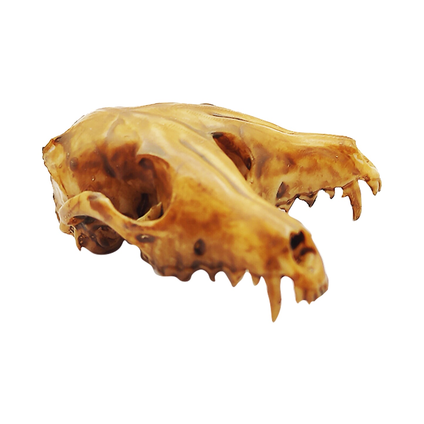 Fox Triclops Fantasy Replica Skull