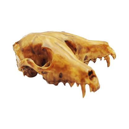 Fox Triclops Fantasy Replica Skull