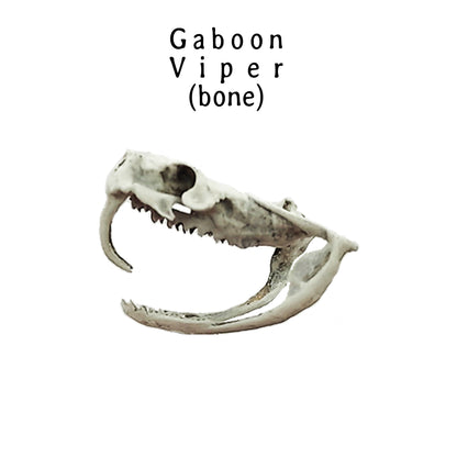 Gaboon Viper Snake Skull Replica
