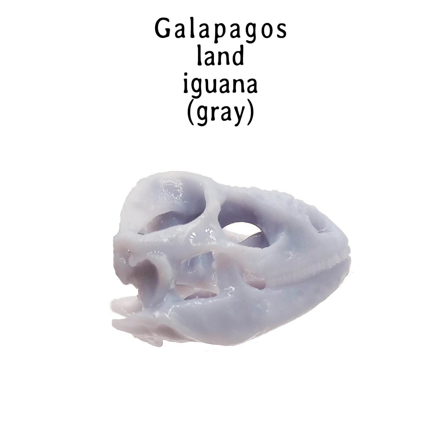 Galapagos Land Iguana Skull Replica
