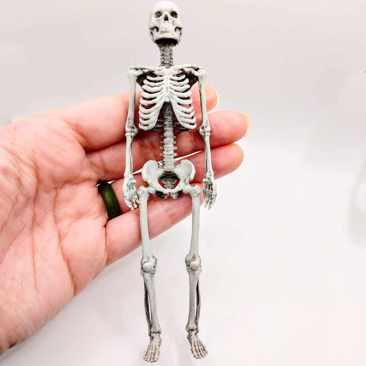 Skeleton Small Scale Miniature Human Skeleton, 1:12 scale – The Scale Grail