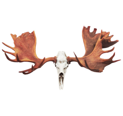 Moose Skull Replica