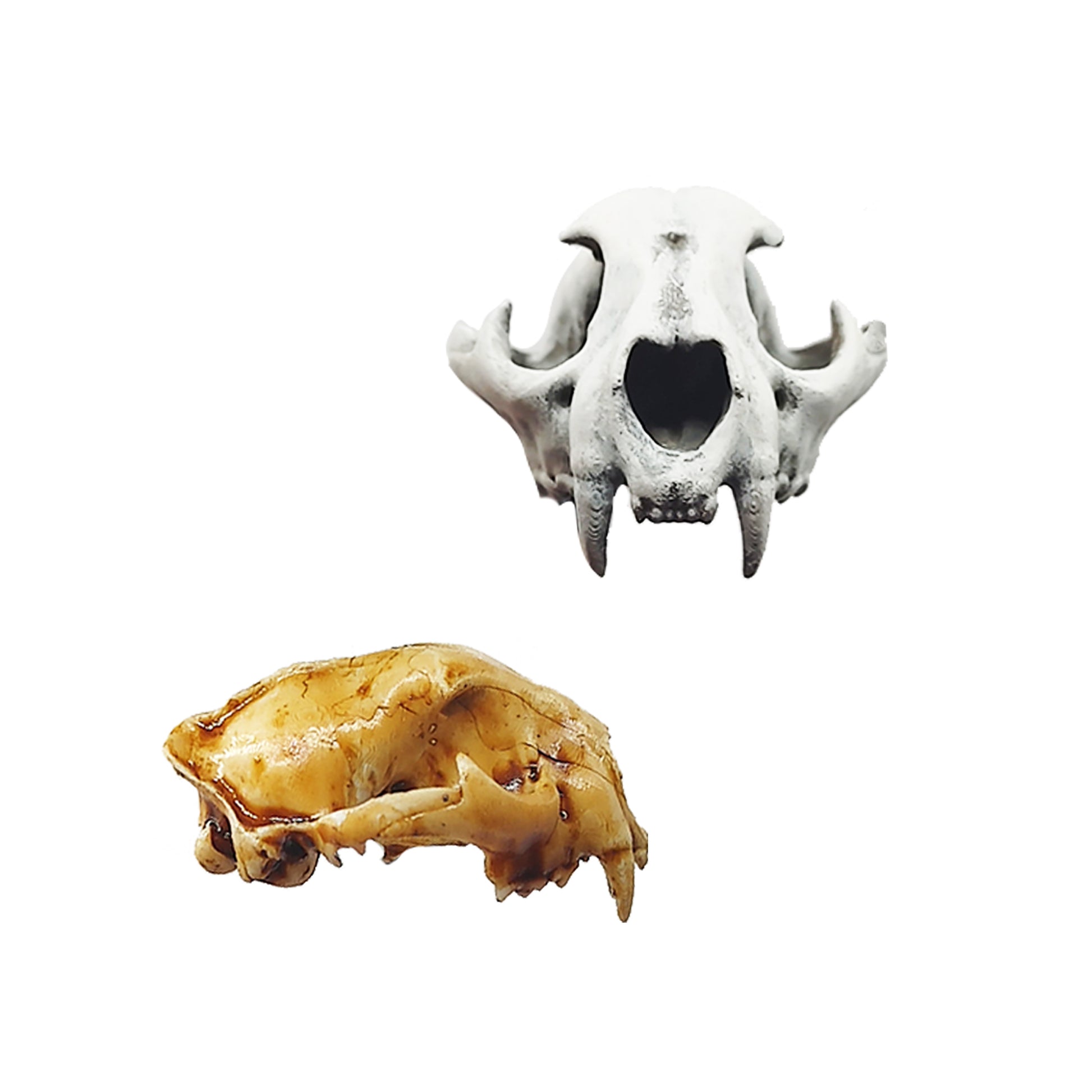 Mountain Lion Skull Replica