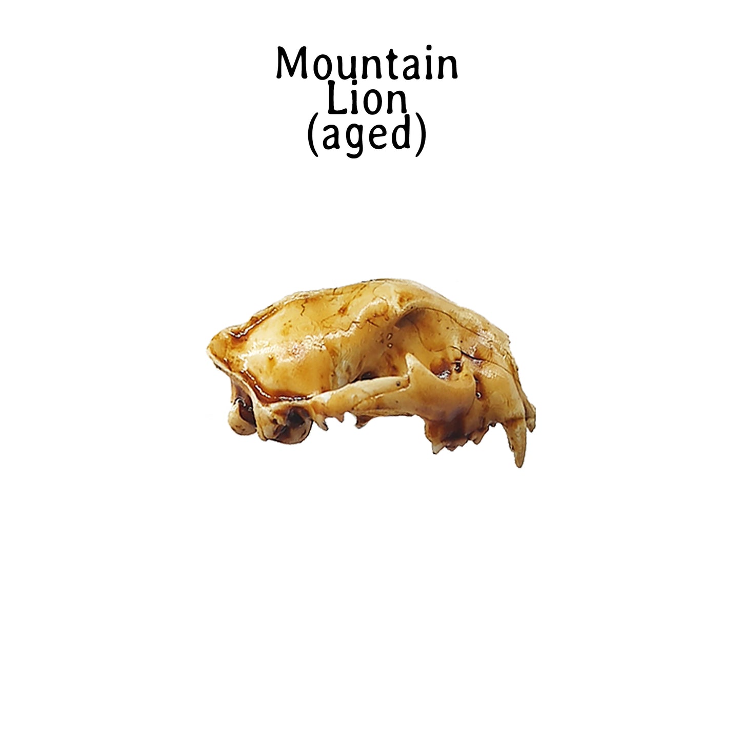 Mountain Lion Skull Replica