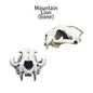 Mountain Lion Skull - Puma concolor Replica 6mm - 7 inches by the Scale Grail