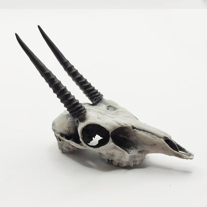 Oribi Replica Skull