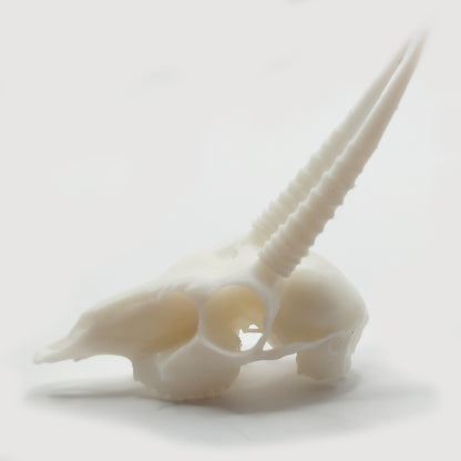 Replica Oribi Skull