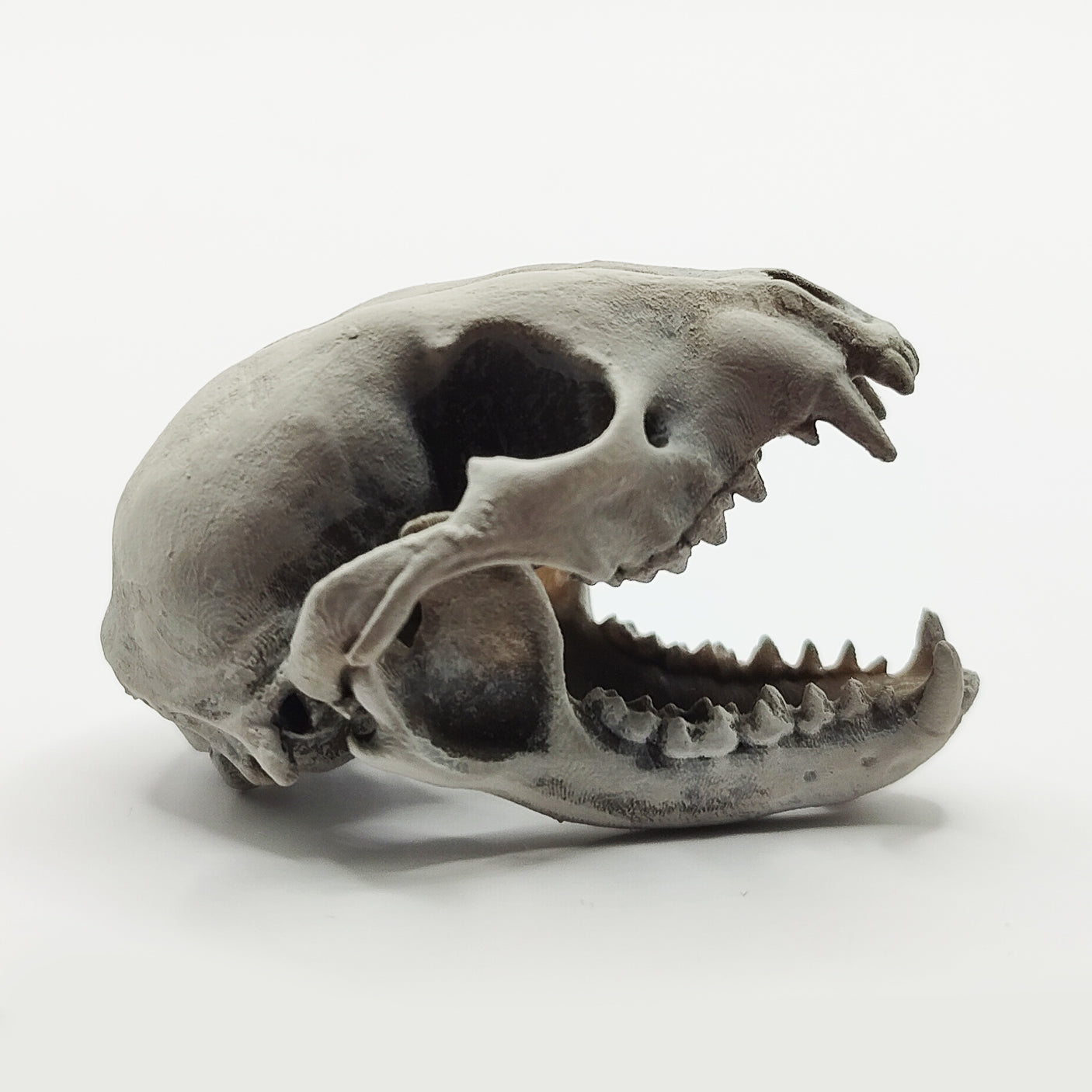 Raccoon Skull Replica