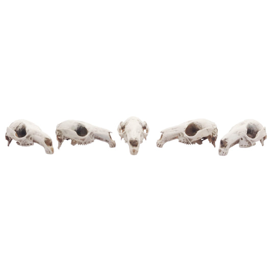 Red-necked Wallaby Skull Replica
