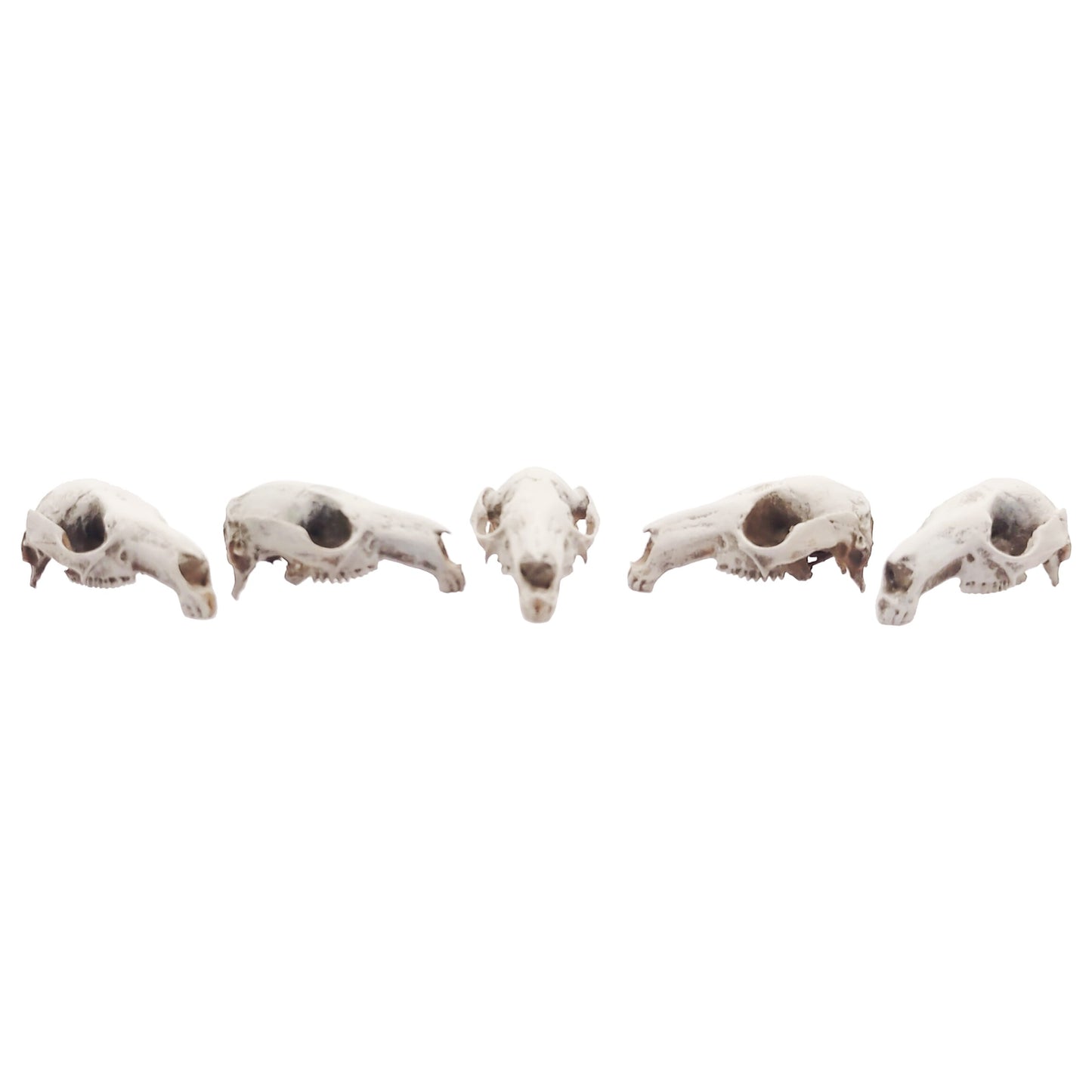 Red-necked Wallaby Skull Replica