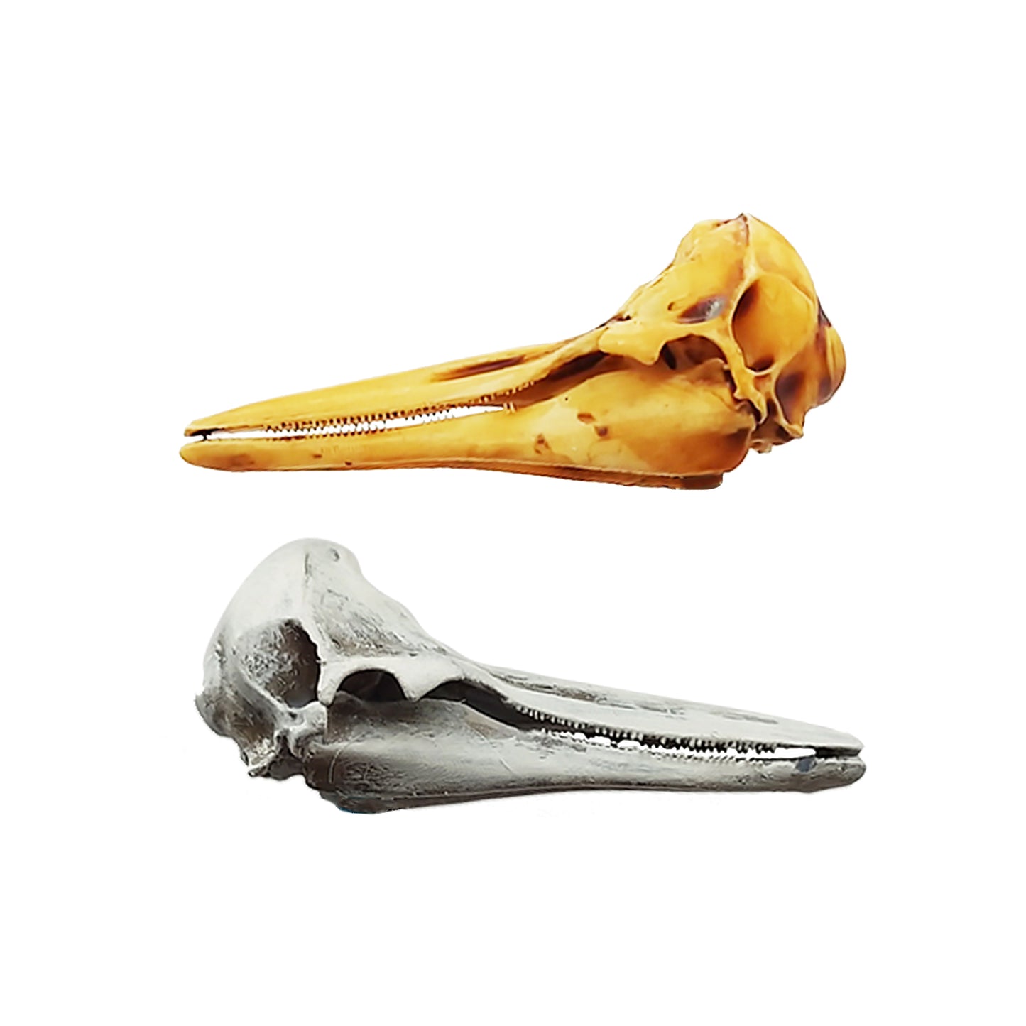 Right Whale Dolphin Replica Skull
