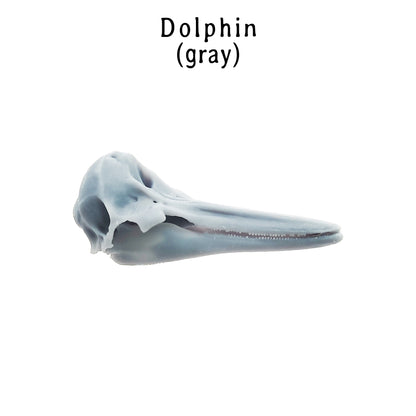 Right Whale Dolphin Replica Skull