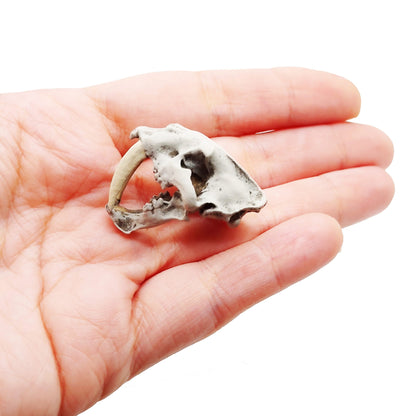 Saber Tooth Tiger Skull Replica