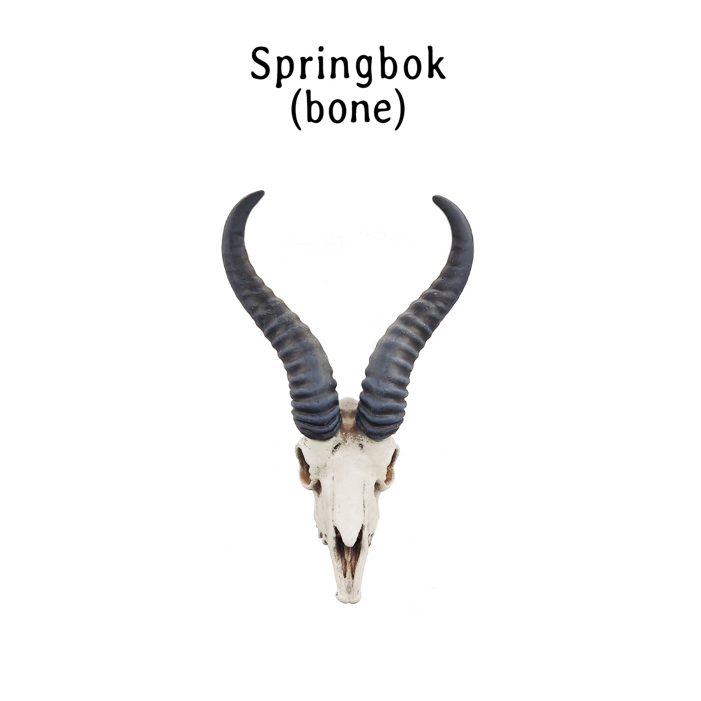 Springbok Skull Replica