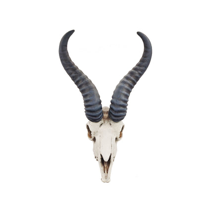 Springbok Skull Replica