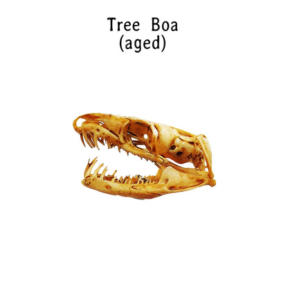 Emerald Tree Boa Snake Skull Replica