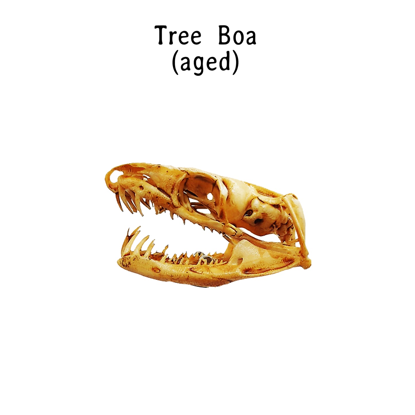 Emerald Tree Boa Snake Skull Replica