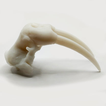 Walrus Replica Skull