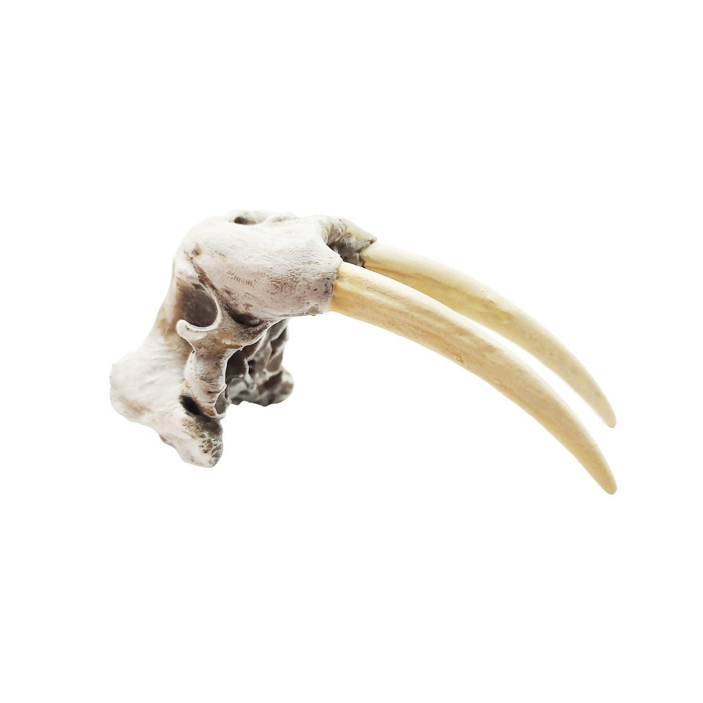 Walrus Skull Replica